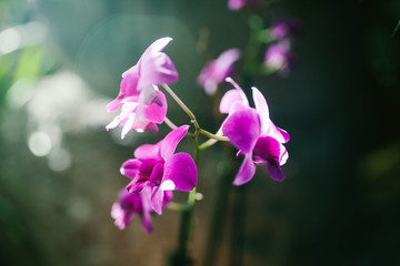 Fototapeta na wymiar Pink Orchid on a green background
