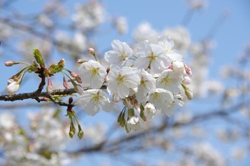 桜の花