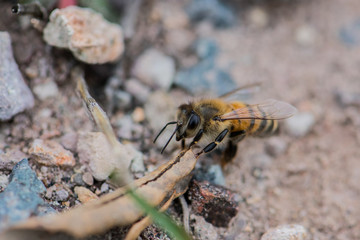 Abeille