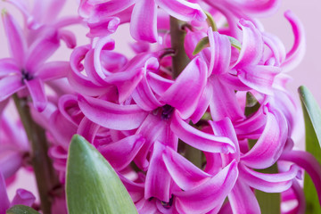 Hyacinth flowers closeup