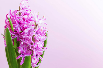 Hyacinth flower bouquet with copy space