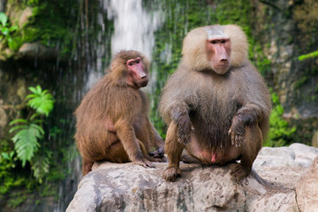 The hamadryas baboon sits on a rocks in the jungle