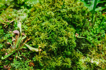 Top view of the greenery and MOSS