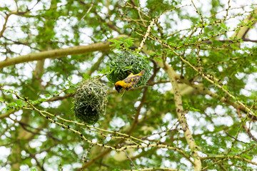 yellow bird nest