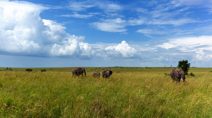 Family of African elephants