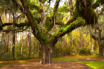 Naklejka premium Oak tree with Spanish moss on a plantation near Charleston, South Carolina