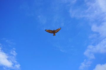a hawk flying alone