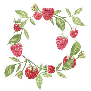 Hand drawn watercolor wreath of flowers of raspberry on white background. Botanical illustration.
