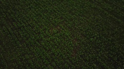 Aerial footage, establishing shot of a green field. Camera raises up. 4k video of leguminous plants field. Drone flies fast above lentils, beans, kidney crops.