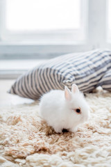 funny white rabbit