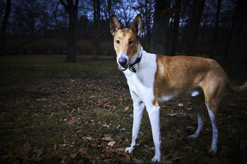 Smooth Collie dog in park at dusk