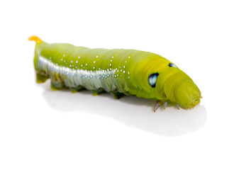 Oleander Hawk Moth Caterpillar (Daphnis nerii, Sphingidae), isolated on white background.