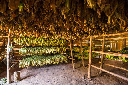 braune getrocknete Tabak Blätter in einer Scheune in Kuba