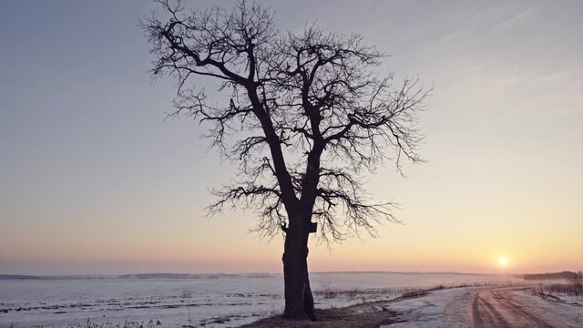 Winter landscape with single leafless tree