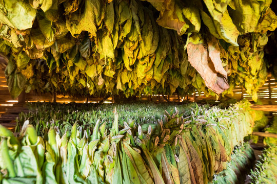 braune getrocknete Tabakblätter in einer Scheune in Kuba