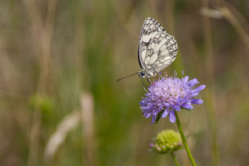 Schachbrett oder auch Damenbrett (Melanargia galathea)