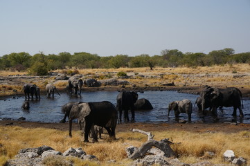 Obraz premium Family elephants bathing