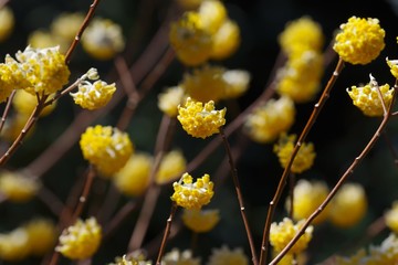Oriental paper bush (Edgeworthia chrysantha)
