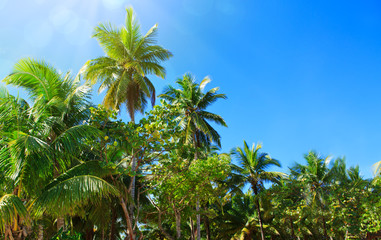 Fototapeta na wymiar Coconut palm tree on blue sky and sunlight.