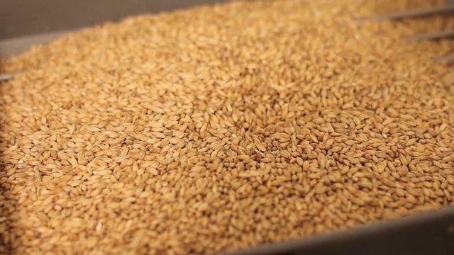 Grinding of malt for producing beer at the brewery. The crushing of the malt in an electric mill. Close up