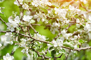 Branches of a blossoming apple tree. Sunny day