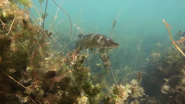 Freshwater fish Northern pike (Esox lucius) in the beautiful clean pound. Underwater footage with nice bacground and natural light. Wild life animal. Swimming predator fish in the sun.