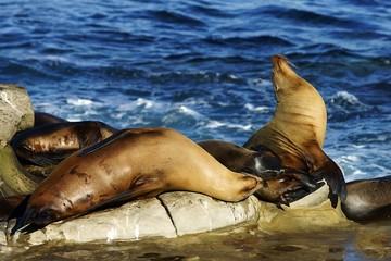 Brown sea lions resting on the rock next to the water