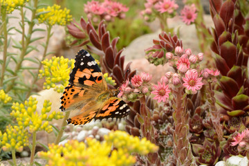 Schmetterling 299 © K.-U. Häßler