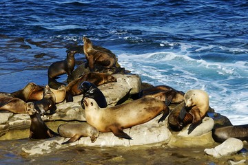 Young and mature sea lions on the seashore with bright blue water on the background