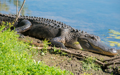 Brazos Bend State Park, Texas