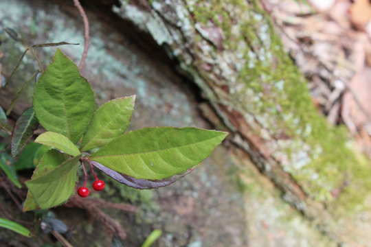 きのみ の画像 299 件の Stock 写真 ベクターおよびビデオ Adobe Stock