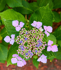 Close-up of a colorfoul hydrangea with green leaves in the background