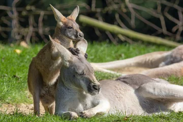 Fotobehang Kangoeroe Schattig Joey dier afbeelding. Baby kangoeroe houdt moeder vast