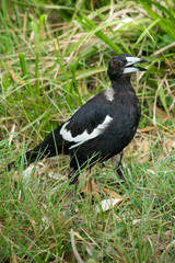 Australian magpie standing in the grass. In Australia.