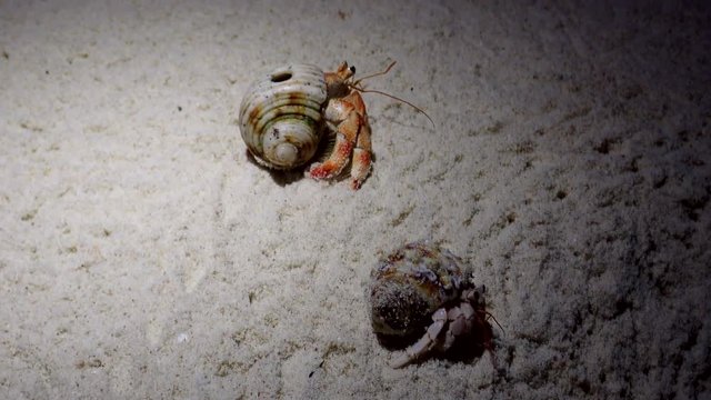 hermit crabs crawl at night on the sand on a tropical beach

