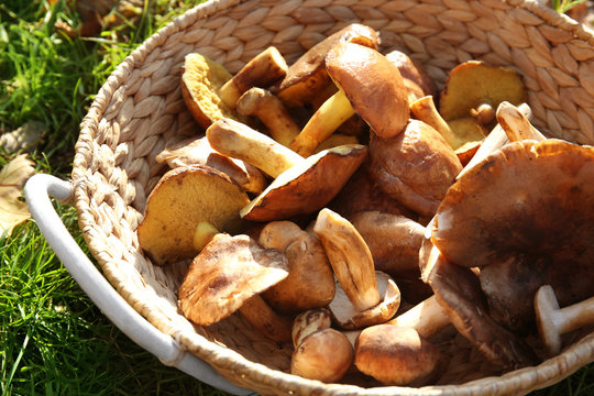 Wicker basket with different mushrooms on grass in forest, closeup