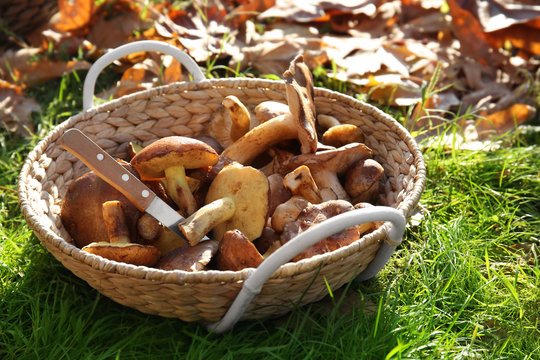 Wicker basket with different mushrooms on grass in forest
