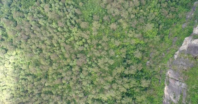 The grand canyon bed covered by evergreen gumtrees between tall sandstone rocks in aerial top down flying with camera looking down.
