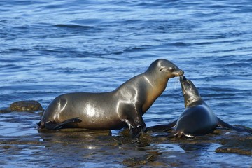 Young and adult sea lion having a moment at the seashore