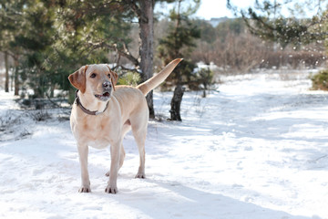 Cute lovely dog outdoors on winter day