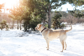 Fototapeta na wymiar Cute lovely dog outdoors on winter day