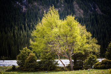 The birch at the dried river side, Xinjiang of China