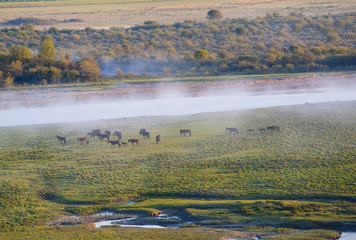 herd of horses walking along the river, Xinjiang of China