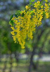 Yellow Golden shower Cassia fistula flower