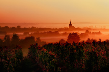sunset over the vineyards in the loire valley - obrazy, fototapety, plakaty