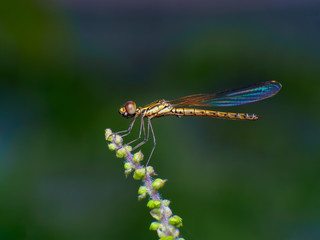Extreme macro shot eye of Zygoptera dragonfly in wild. Close up detail of eye dragonfly is very small. Dragonfly on yellow leave. Selective focus.