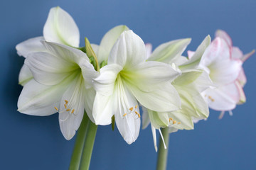 Amaryllis Hippeastrum large flowering Moonlight and Picasso close up