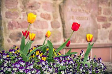 tulips grow in france