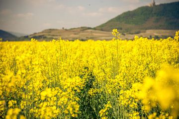 a field of yellow flowers in france
