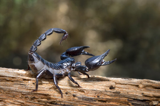 Scorpion in nature background.